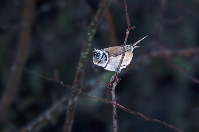 프리미엄 요금제, 고화질과 다인 공유의 최강자