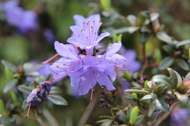 아젤리아 크림, 어떤 제품인가요?