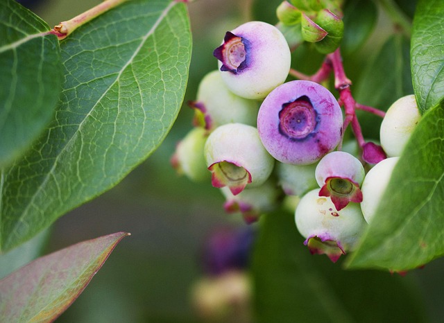 블루베리 먹고 초록색 변, 왜 그럴까요?