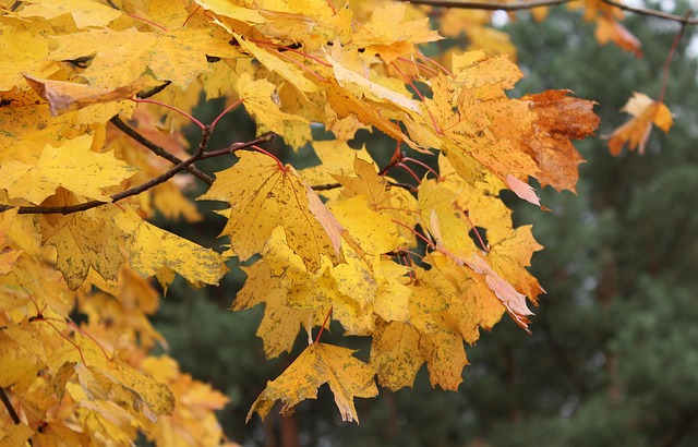 슬픈 소식: 백성문 변호사의 별세