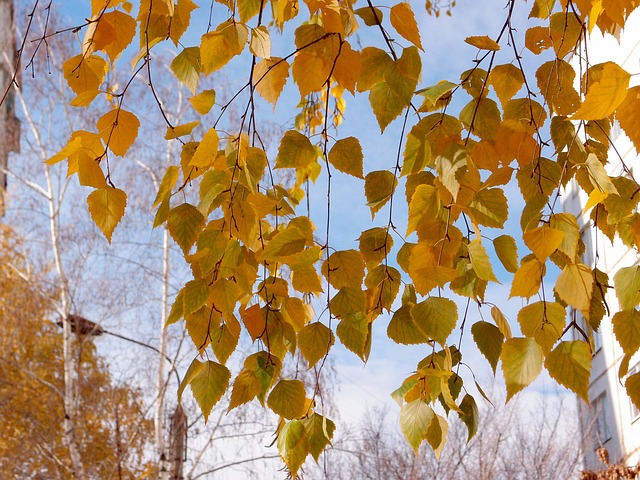 장태산자연휴양림: 메타세쿼이아 숲의 황금빛 매력 🍂