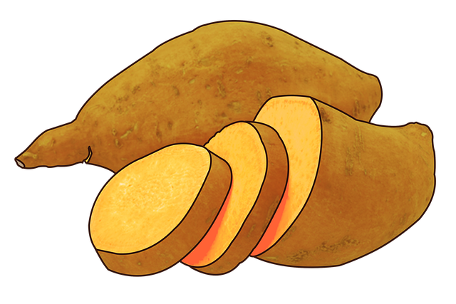 고구마와 고구마줄기의 역사적 유래