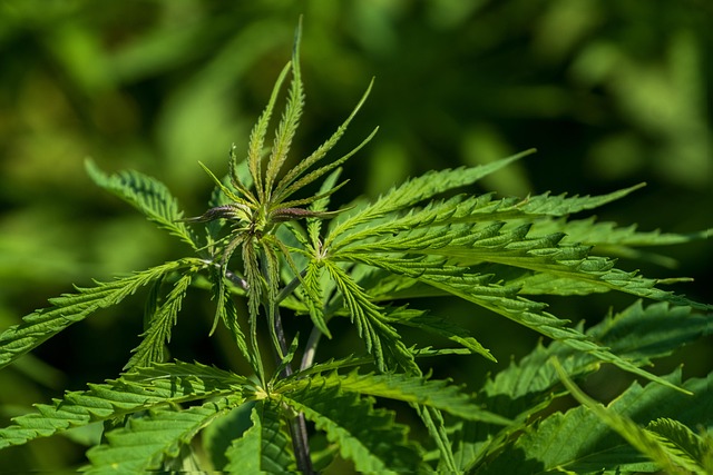 오랜 역사 속 대마씨종자유 이야기