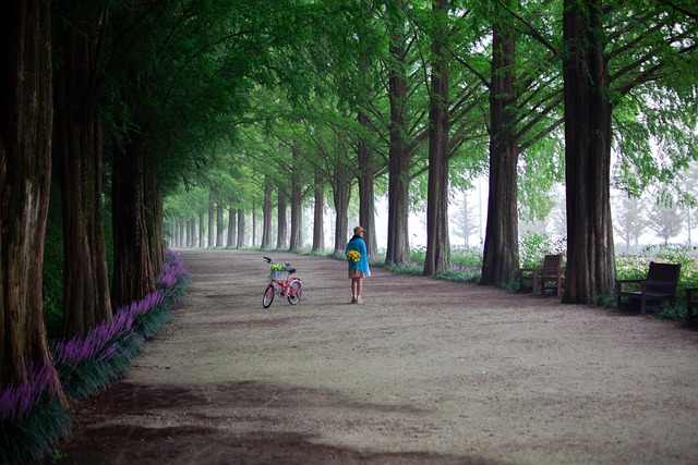 사계절 아름다운 메타세콰이어 길 드라이브