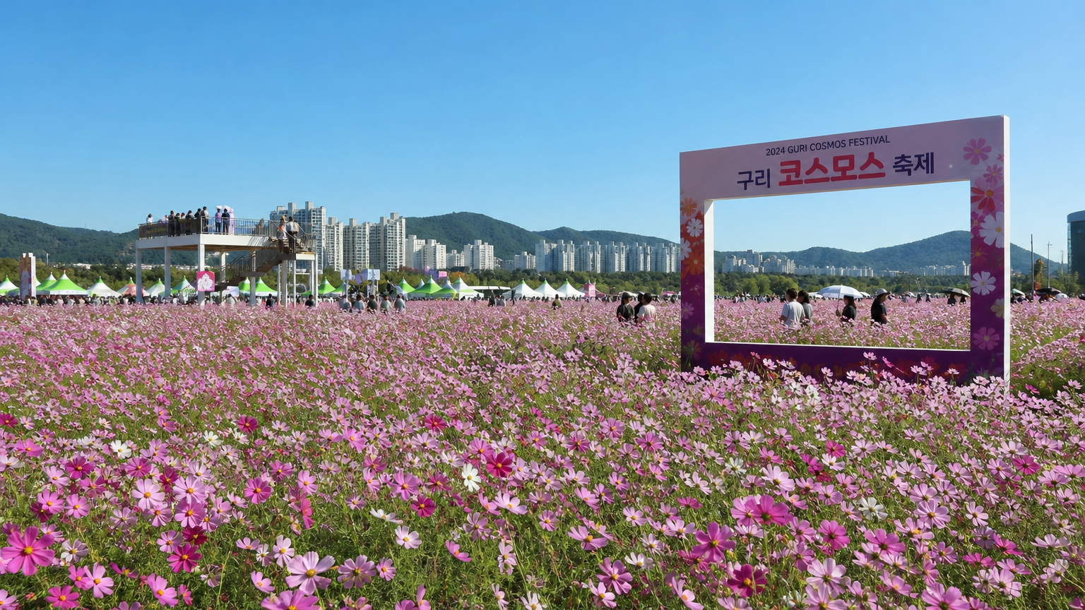 맑은 가을 하늘 아래 분홍빛 코스모스로 가득한 구리 코스모스 축제의 생생한 풍경