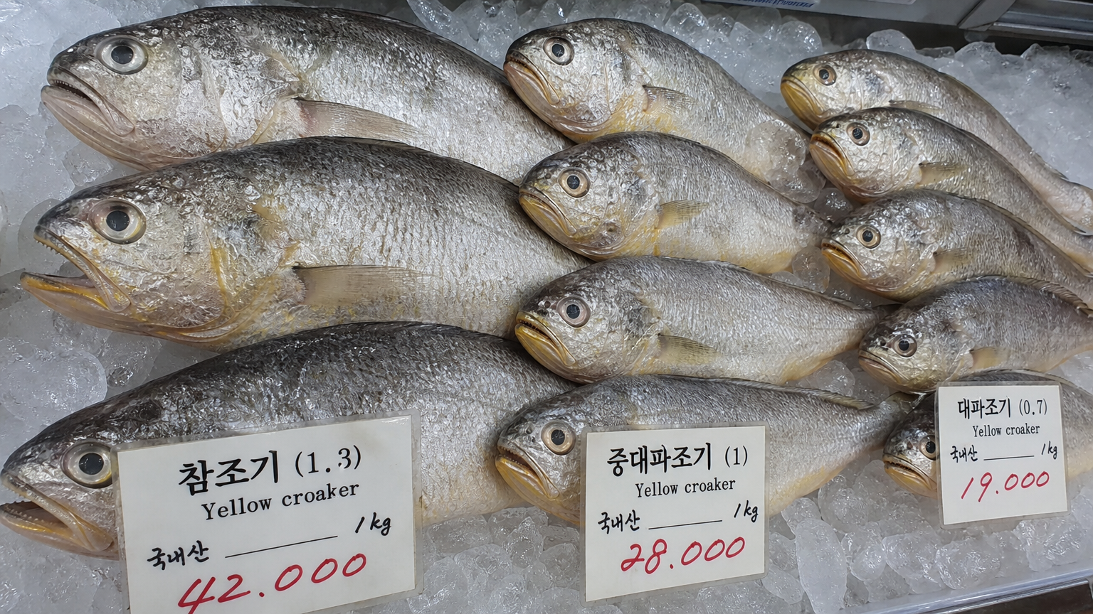 한국 해산물 가판대에서 얼음 위에 놓인 서로 다른 민어의 머리를 자세히 보여주는 모습