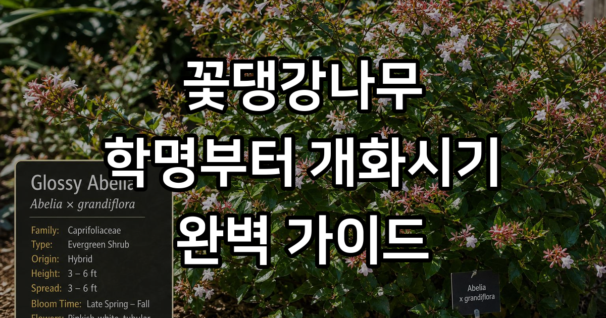 꽃댕강나무 분류 학명 개화시기 특징