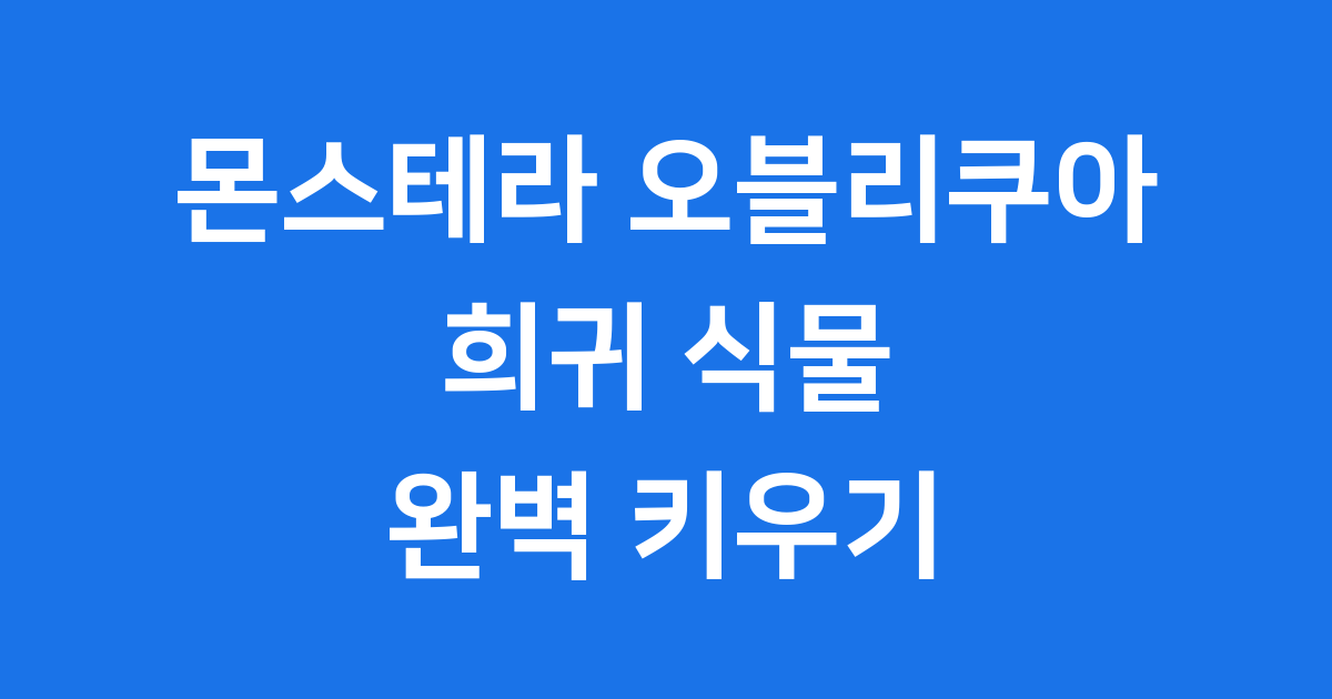 몬스테라 오블리쿠아 희귀 식물 키우는 법