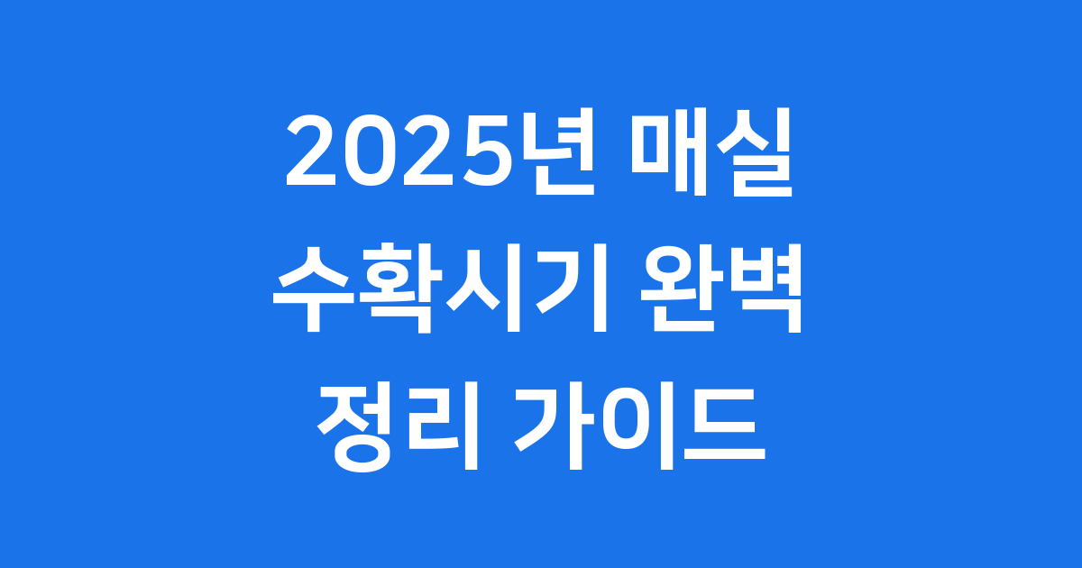 2025년 매실 수확시기 언제? 달력 지역별 완벽 정리