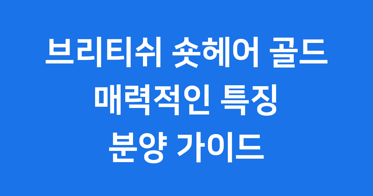브리티쉬 숏헤어 골드