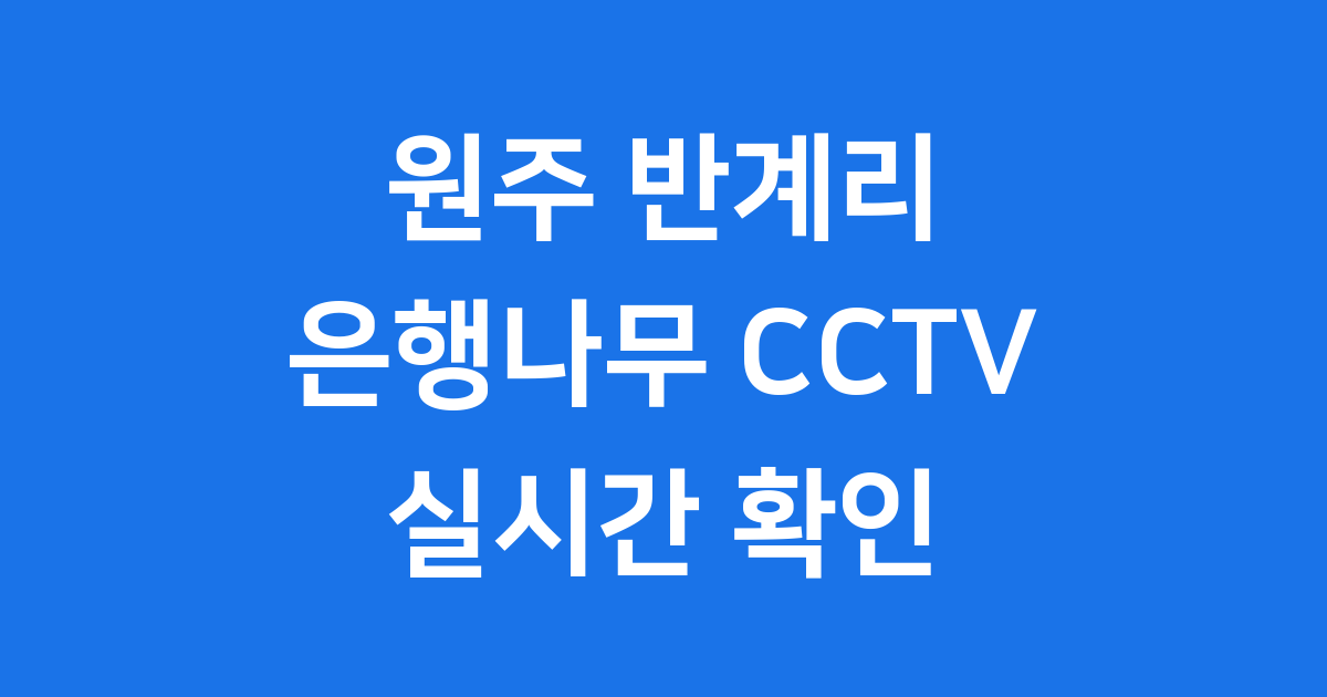 원주 반계리 은행나무 CCTV: 실시간 현황 확인하고 떠나는 가을 여행