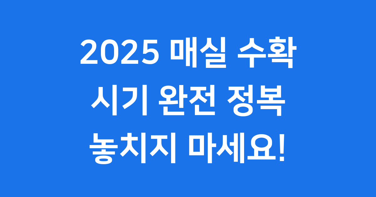 2025년 매실 수확 시기
